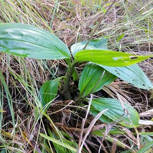 云南见血清新鲜现拔可盆栽种植药用羊耳蒜立地好中草药材见血青苗