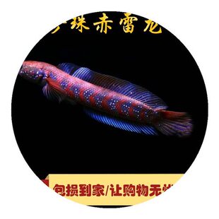 热带鱼中型大型水族箱宠物鱼雷龙鱼幼苗热水鱼观赏鱼Y淡水凶猛鱼