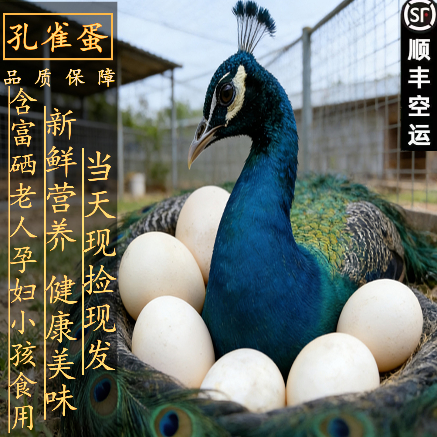 孔雀蛋营养宝宝新鲜孔雀蛋食用