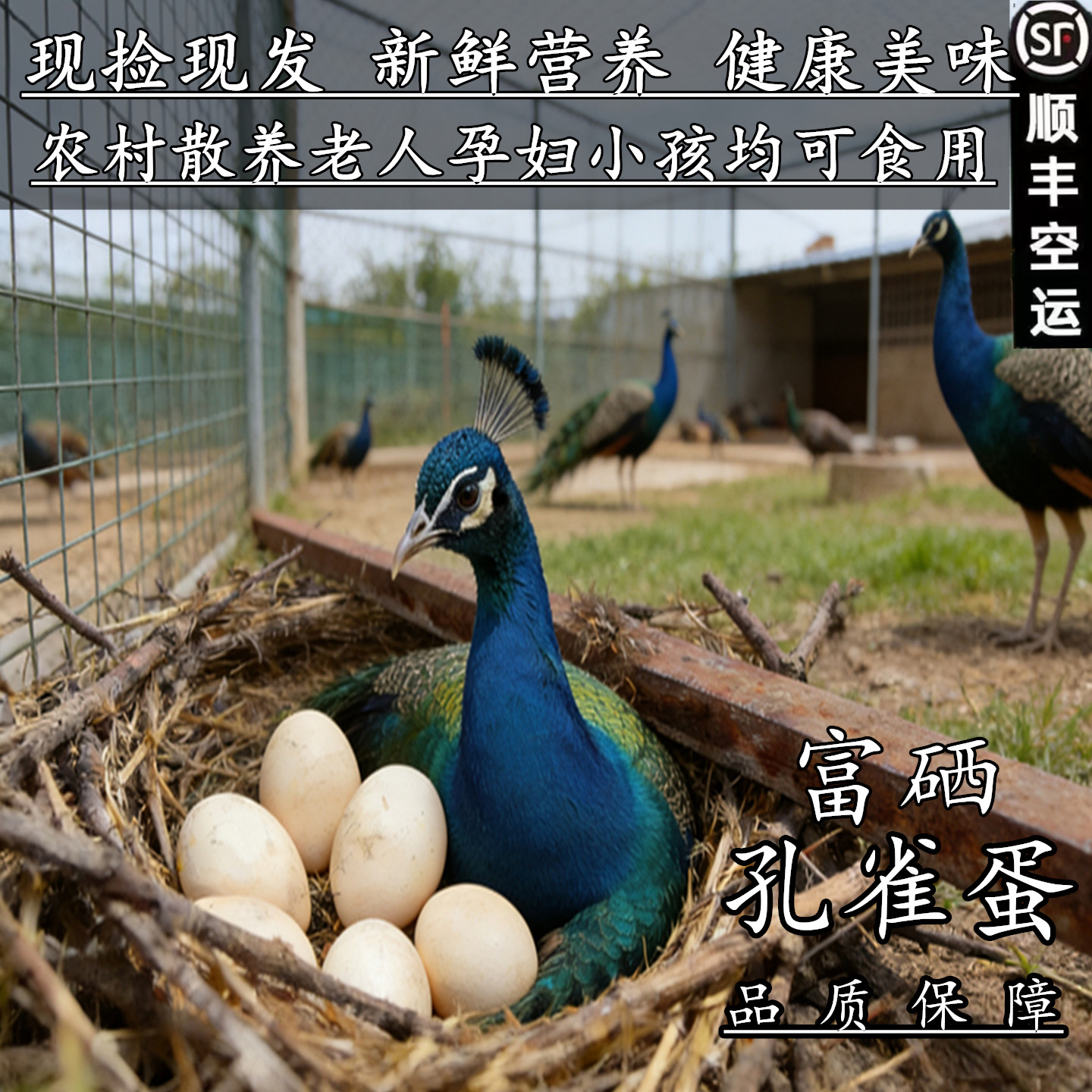 孔雀蛋食用富硒新鲜孔雀蛋营养孕妇宝宝老人农家散养凤凰蛋高蛋白