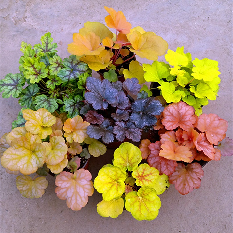 矾根绿植盆栽绿化花境植物