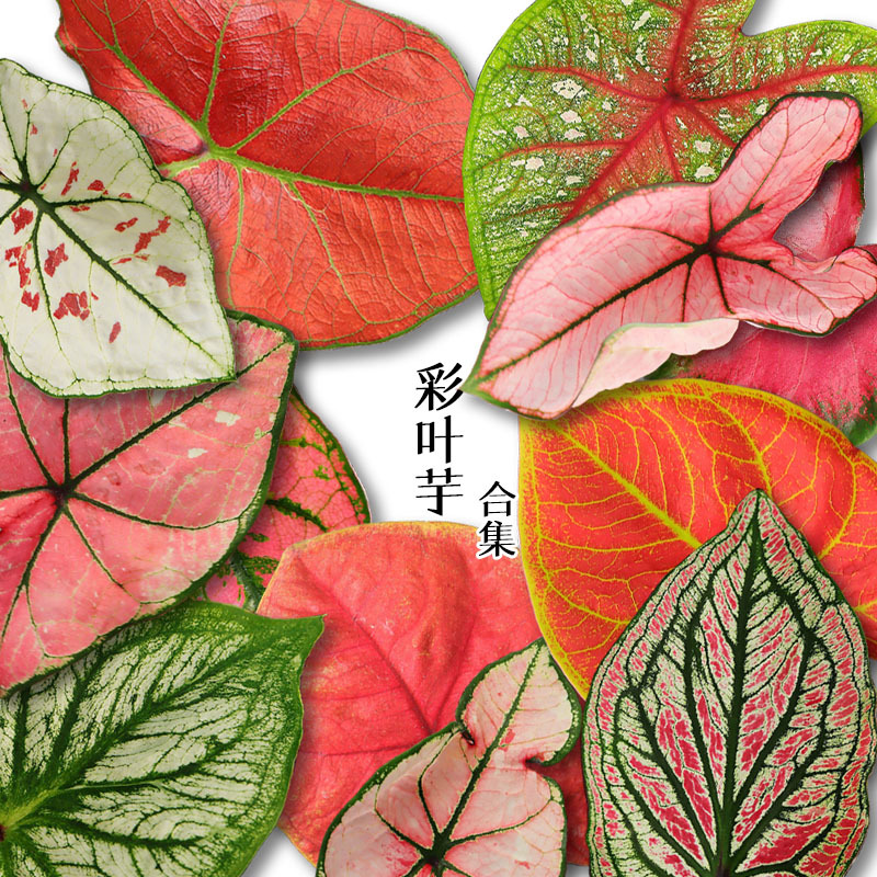 彩叶芋盆栽花卉花叶芋办公室内客厅阳台观叶绿植耐阴宿根植物