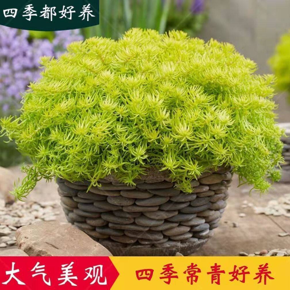 金叶佛甲草四季常绿耐旱耐旱公园庭院绿化假山绿化草好养活