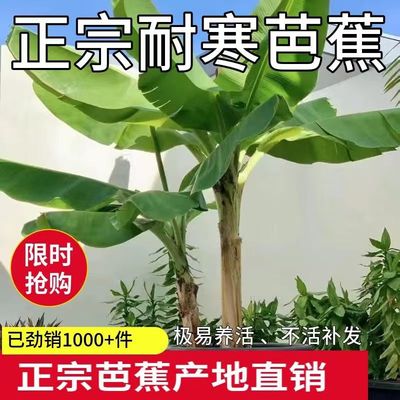 香蕉大苗粉蕉皇帝蕉小米蕉