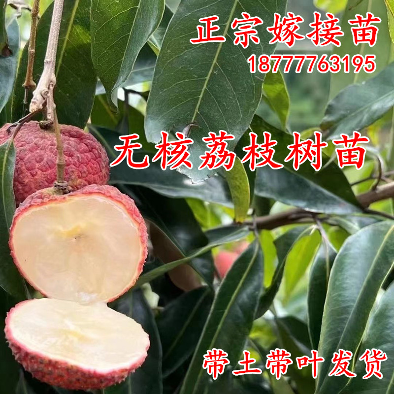 无核荔枝苗四季常绿嫁接树带叶土