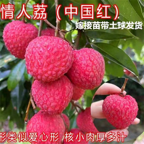 情人荔枝树苗带土带叶当年结果果