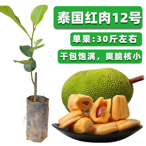 8号12号红肉菠萝蜜苗菠萝蜜树苗马来西亚1号木菠萝当年结果