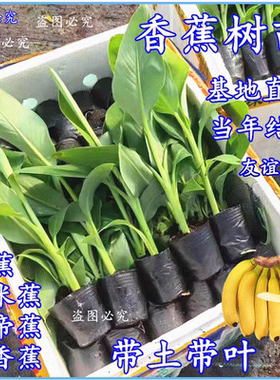 香蕉树苗芭蕉小米蕉苗粉蕉苗皇帝焦西贡蕉红蕉中蕉9号带土矮化