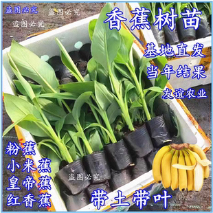 香蕉树苗芭蕉小米蕉苗粉蕉苗皇帝焦西贡蕉红蕉中蕉9号带土矮化