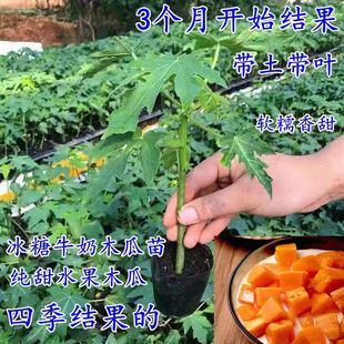 水果矮化木瓜树苗冰糖红肉木瓜苗四季庭院盆地裁当年结果大青木瓜