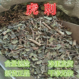 虎刺 绣花针中草药正品新货中药材 刺龙牙 老鼠刺白凤珠500克包邮