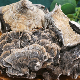 云芝 中药材500克长白山黄云芝 正品野云芝粉  云芝菌可磨粉