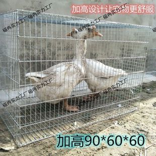 兔子笼鸽子养殖笼鸡笼家用养鹅笼铁丝网片组装笼运输笼大号
