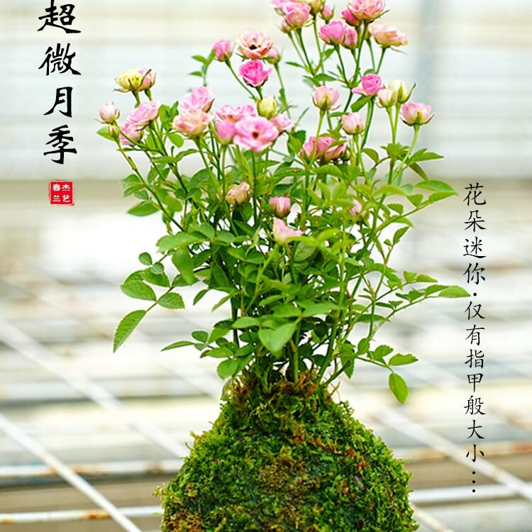 带花苞多季开花迷你超微型月季苔藓球阳台净化空气办公桌面绿花卉