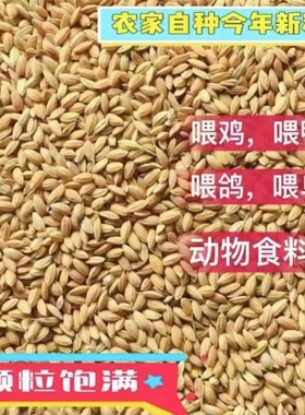 稻谷喂鸡斤饲料圆粒便宜水稻稻子带壳大米鸡饲料