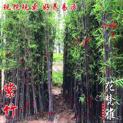 紫竹苗矮化名贵品种黑乌竹子庭院户外四季室内盆栽北方耐寒竹子苗