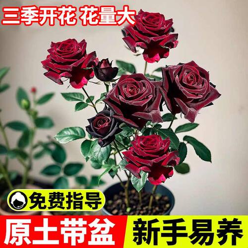 黑巴克玫瑰带花苞大苗特大花树月季花盆栽阳台老桩耐热好养的花卉