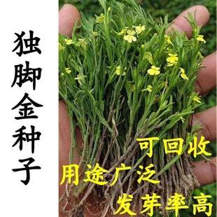 独脚金种子 矮脚独脚疳积草种子小叶独脚药材种子 短草独角金种籽
