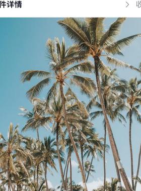 5张棕榈树壁纸自然风景iMac手机电脑平板MacBook壁纸Z12