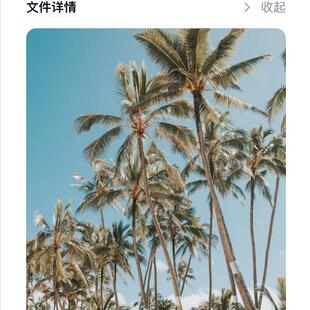 5张棕榈树壁纸自然风景iMac手机电脑平板MacBook壁纸Z12