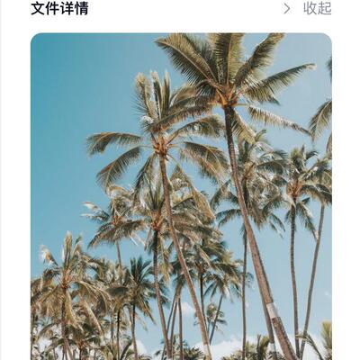 5张棕榈树壁纸自然风景iMac手机电脑平板MacBook壁纸Z12