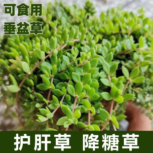 垂盆草护肝草垂盆草盆栽降糖草垂盆草中药材清热解毒食用垂盆草苗