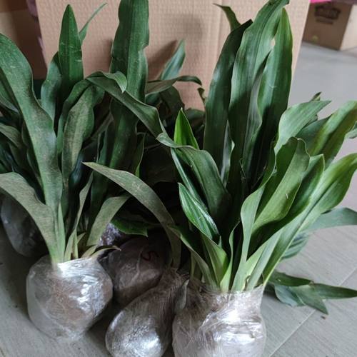 乔迁新婚万年青盆栽金边银边四季常青绿植吉祥草植物室内净化空气