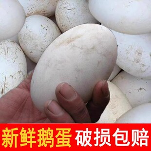 12枚特大生鹅蛋单枚220克双黄蛋正宗土鹅蛋农家散养新鲜孕妇顺丰