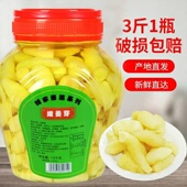糖醋嫩姜芽新鲜爽口瓶装 泡仔姜牙泡生姜嫩芽桐乡特产酱菜下饭菜