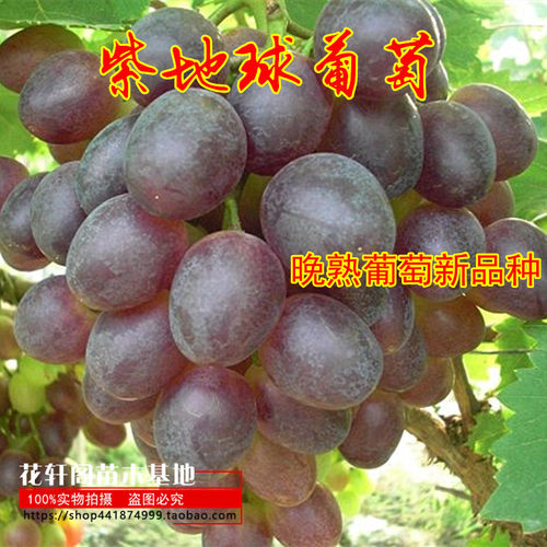 晚熟葡萄新品种紫地球葡萄紫地球葡萄树苗紫地球葡萄果树小苗