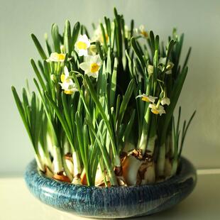 漳州特级水仙花种球盆栽室内水培水养四季花种花卉植物易活大种子