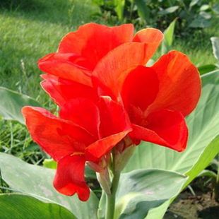 美人蕉苗美人蕉种球花根四季多年生花卉植物美人蕉花苗带芽根茎