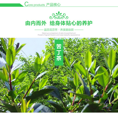 正宗野生苦丁茶苗大叶小叶苦丁茶树苗 茶叶树苗健康饮茶家庭茶树