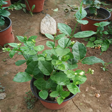 高档大花虎头茉莉花重瓣大花茉莉花苗正宗巴西虎头茉莉带花盆栽