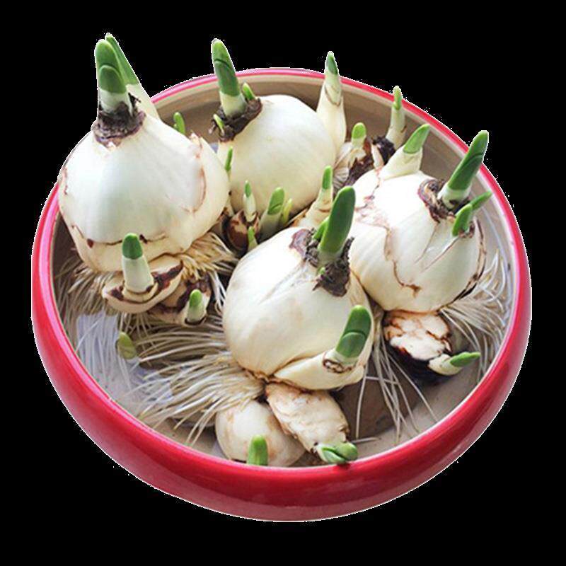漳州水仙花大球正宗特级种球水仙头室内水培冬季花卉种子