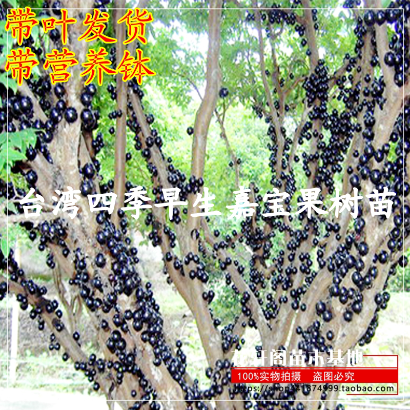 嘉宝果苗台湾四季早生嘉宝果树苗树葡萄苗南方北果树苗盆栽