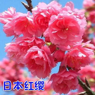 樱花苗樱花树苗日本樱花树苗嫁接早樱晚樱樱花小苗绿化苗当年开花