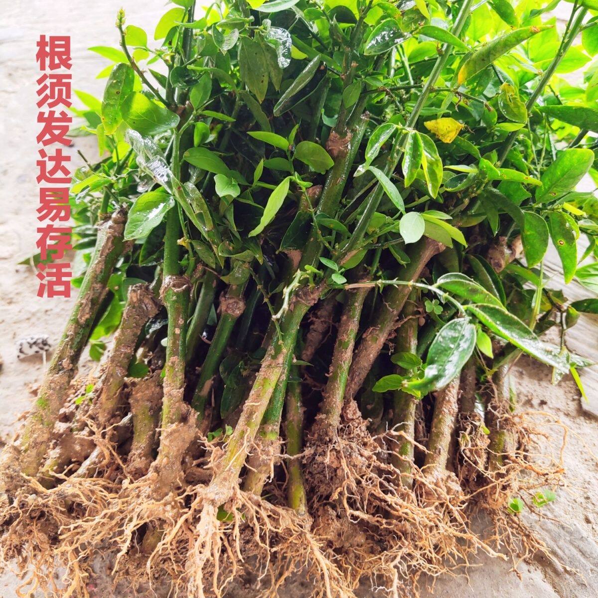 树仔菜海南五指山野菜天绿香苗潮汕树菜守宫木苗益肝菜苗带根高产