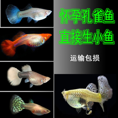 孔雀鱼活体公母大肚临产怀孕种鱼精品纯种观赏小型热带淡水胎生鱼