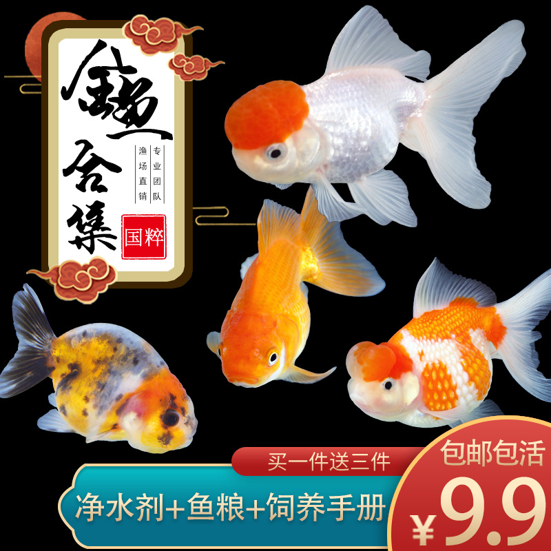 观赏鱼金鱼活鱼金鱼活体淡水冷水好养小型锦鲤鱼锦鲫鱼草金鱼