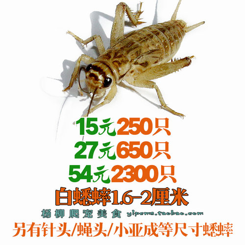 蛐蛐 蟋蟀 白蛐蛐 活体饲料 鱼鸟爬虫 活食 （大亚成）1.6-2厘米