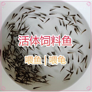 喂乌龟六角恐龙鱼饲料活淡水麦穗鱼食用小鱼仔草鱼苗观赏鲫鱼淘汰