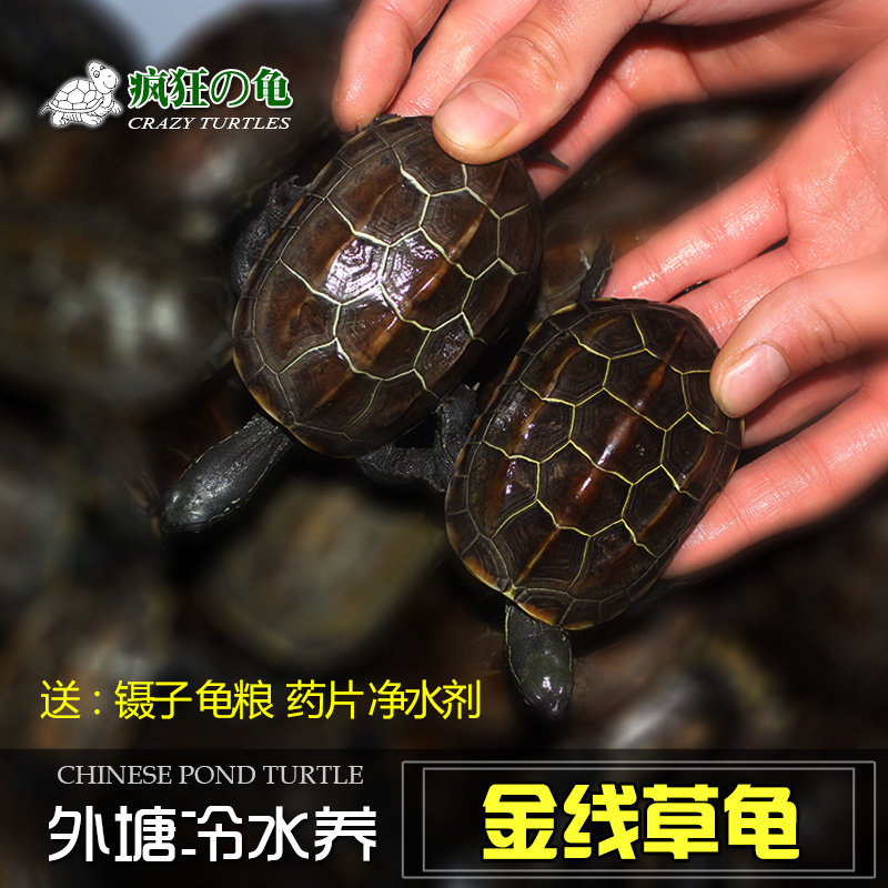 疯狂的龟 纯外塘苏北金线草龟活物小乌龟活体黑金草黑腹墨龟
