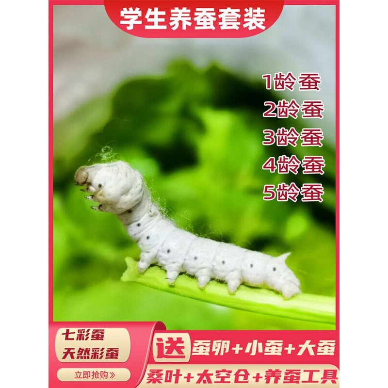 蚕宝宝学生养蚕套装活体蚕卵饲养盒大蚕12345龄新鲜桑叶彩蚕七彩