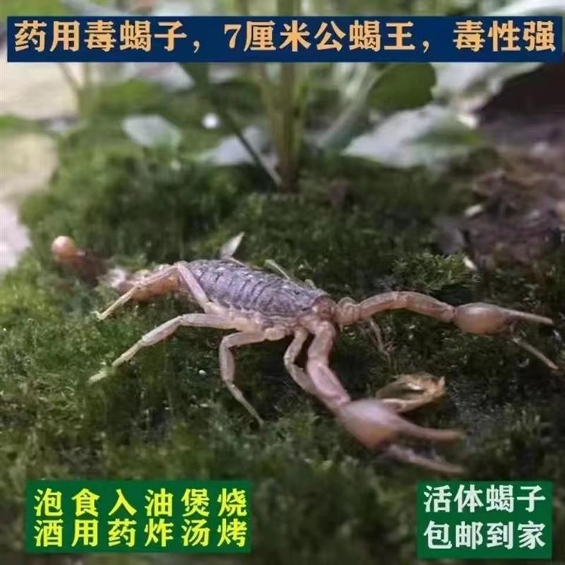 蝎子活活体养殖宠物活物专用箱即食活蝎子油炸蝎子酒外用