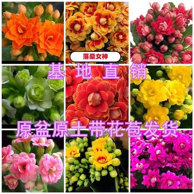 【带花苞发货】长寿花盆栽重瓣巴