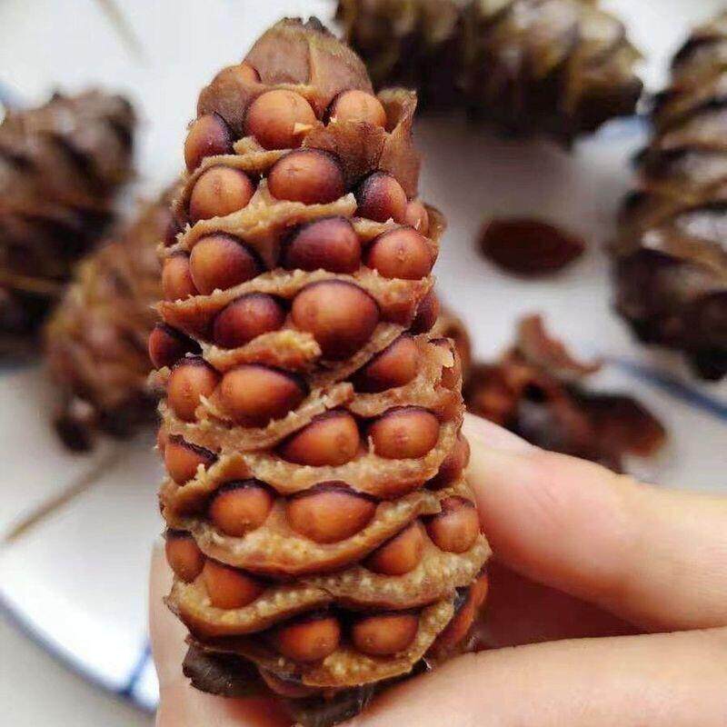 热销2025新货水煮松塔盐水煮松塔马尾松塔松子大兴安岭野生松树塔