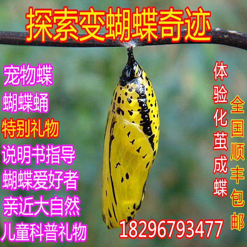 蝴蝶蛹真羽化卵幼虫饲养活体宠物昆虫标本毛毛虫蚕宝宝