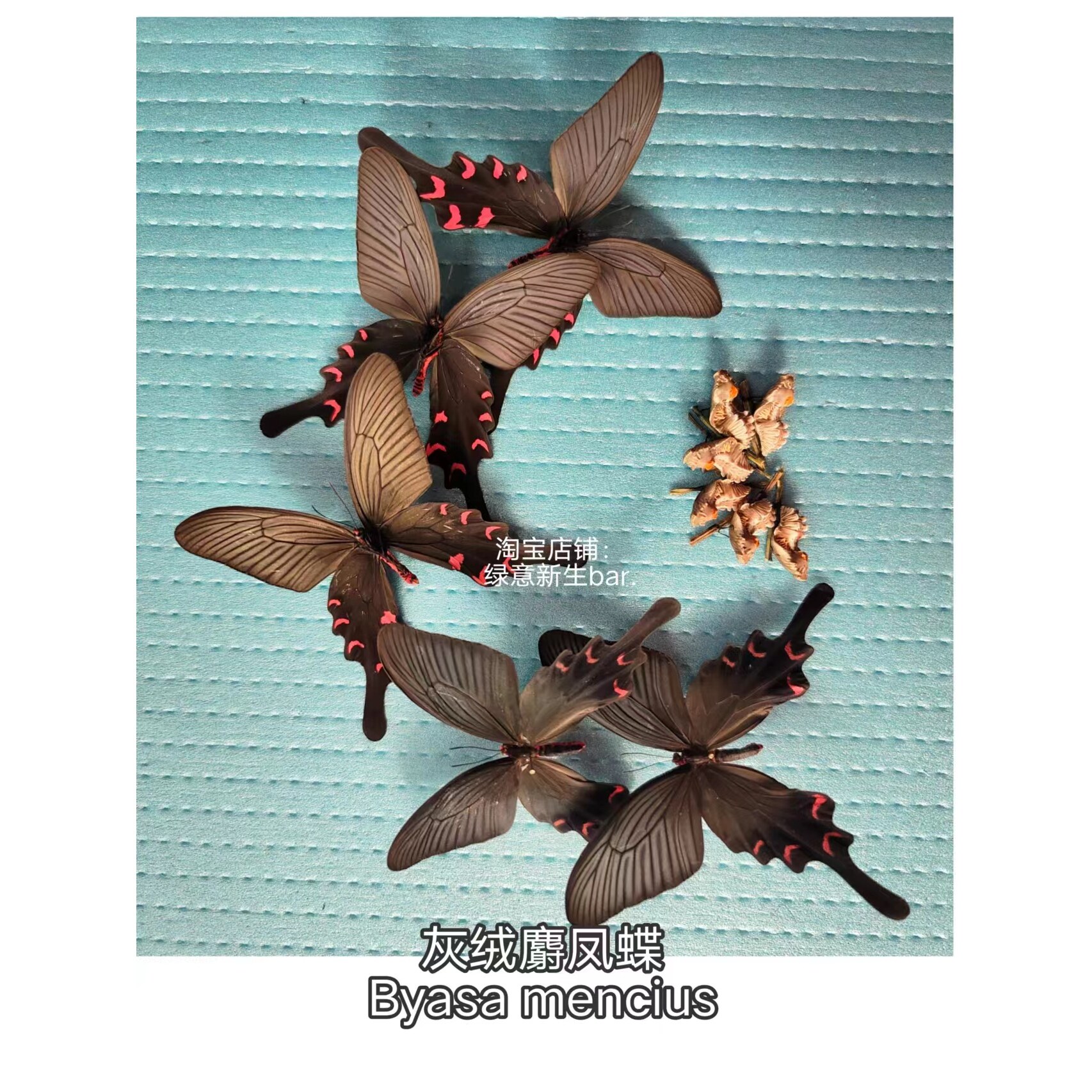 蝴蝶蛹精品灰绒麝凤蝶蛹越冬蛹可化蝶可饲养新宠科普研学观察