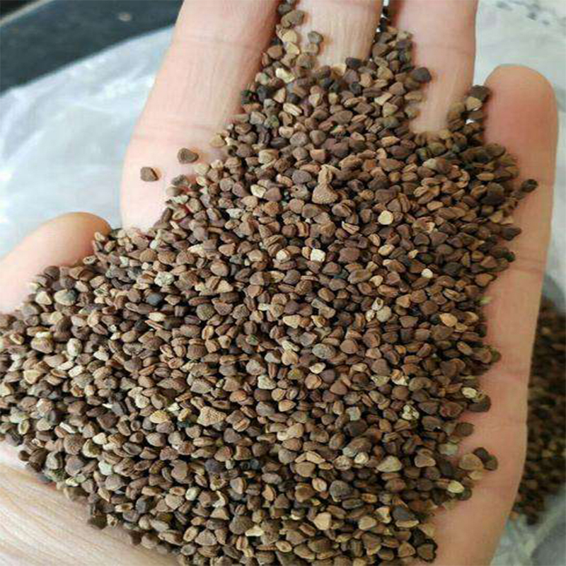 五叶绞股蓝种子精选五叶优质新种包邮出苗率高正品平利绞股蓝种子